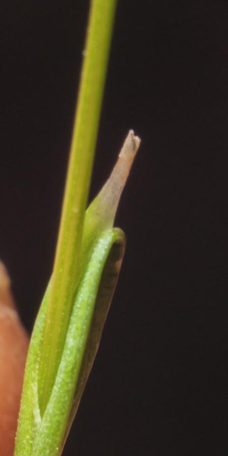 Poaceae: Aira caryophyllea